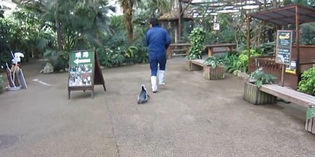 Video: Who wants to see a man get chased by a penguin?