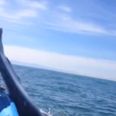 Video: Girl gets walloped on the head by a whale
