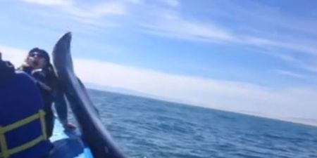 Video: Girl gets walloped on the head by a whale