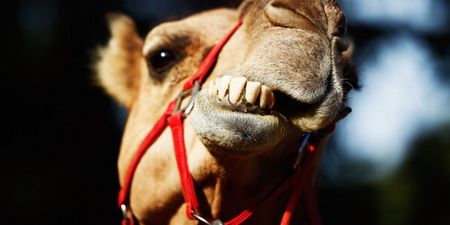 Pic: So there’s a camel wandering around Tallaght