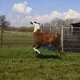 Video: Bouncing llama having the time of his life will brighten up your Monday