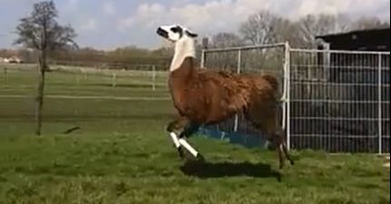 Video: Bouncing llama having the time of his life will brighten up your Monday