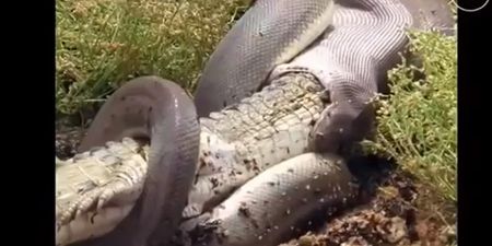 Pics: Enormous snake eats a big crocodile in Australia