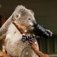 Pics: So even koalas are taking selfies now