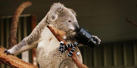 Pics: So even koalas are taking selfies now