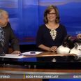 Video: Two rabbits go at it like rabbits when brought onto news show for Easter stunt