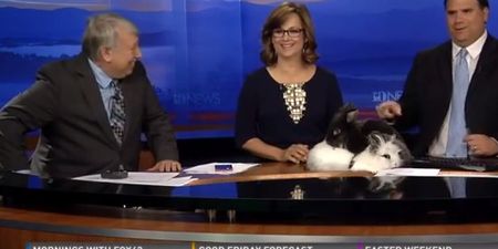 Video: Two rabbits go at it like rabbits when brought onto news show for Easter stunt