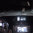 Video: Russian dog gets last laugh after being run over
