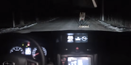 Video: Russian dog gets last laugh after being run over