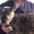 Video: Extremely rare goat-sheep hybrid born in Co. Kildare