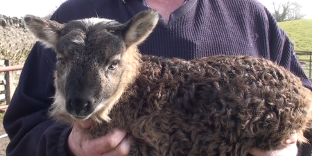 Video: Extremely rare goat-sheep hybrid born in Co. Kildare