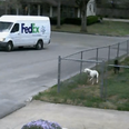 Video: CCTV catches hilarious incident involving run-away FedEx van and extremely excited dogs