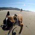 This video of a two-legged dog having the time of his life on the beach will brighten up your day