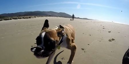 This video of a two-legged dog having the time of his life on the beach will brighten up your day