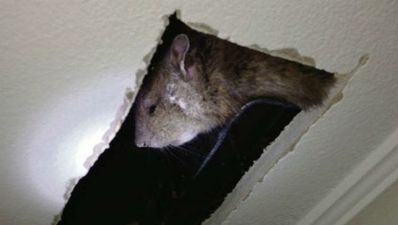 Picture: Everyone panic! Ratzilla found in Tallaght