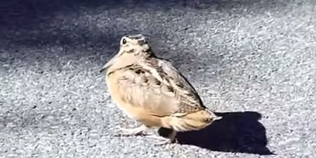 Video: This video of a bird dancing to Daft Punk is proof that the rhythm will get us all eventually
