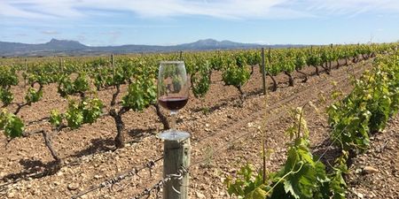 Rioja roll; JOE visits Campo Viejo’s winery in Spain