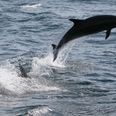 Video: Flippin’ hell! Hundreds of dolphins spotted off the coast of Cork
