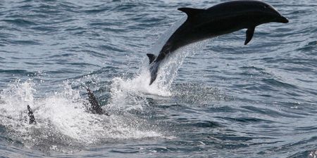 Video: Flippin’ hell! Hundreds of dolphins spotted off the coast of Cork
