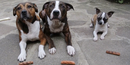Video: This sausage-stealing dog should bring a smile to your face