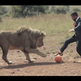 Video: Watch as a man plays football with three fully-grown lions