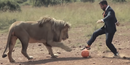 Video: Watch as a man plays football with three fully-grown lions