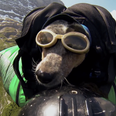 Video: Watch the world’s first BASE jumping, wingsuit wearing dog…