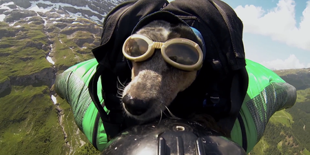 Video: Watch the world’s first BASE jumping, wingsuit wearing dog…