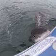 Video: Watching this Great White Shark eat a boat will put you off going in the water for life