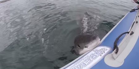 Video: Watching this Great White Shark eat a boat will put you off going in the water for life