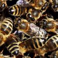 Up to 20 million bees released after truck carrying nearly 500 beehives overturns in Delaware