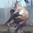 Oh sweet Jaysus this is amazing – here’s a video of a goat riding a man riding a bike