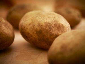 Californian scientists have discovered the origin of the Irish potato famine