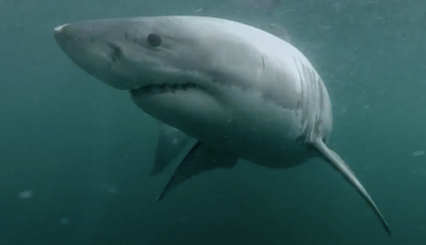 Video: GoPro camera captures terrifying shark encounter in Sydney Harbour