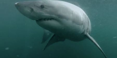 Video: GoPro camera captures terrifying shark encounter in Sydney Harbour