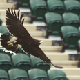 Video: Stella Artois’ Wimbledon advert featuring Rufus the hawk is absolutely brilliant