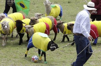 Video: So baaa-d, it’s good. Colombia beat Brazil in sheep football