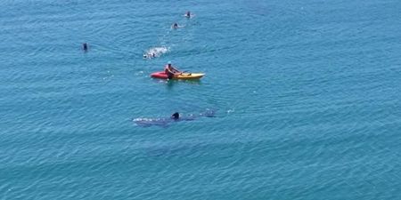 Pics: Incredible photos of people in West Cork swimming right beside a Basking Shark
