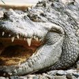Video: Tourist captures crazy video of man feeding wild alligators… directly from his mouth