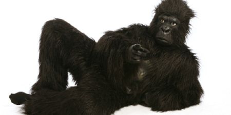 Pics: Check out the really sexy gorilla who has a huge number of human female admirers