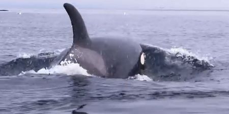 Video: Remarkable footage of two kayakers getting lifted up on the back of a whale