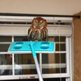 Video: Owl be damned. Man removes the scariest-looking owl ever from his house using a Swiffer