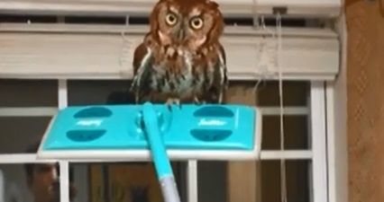 Video: Owl be damned. Man removes the scariest-looking owl ever from his house using a Swiffer