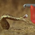 Slow motion video of a snake attacking a water balloon is scary