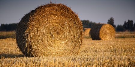 Pic: Field in Tipperary features the coolest bale sculpture we’ve ever seen
