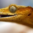 Update: Remember that lost satellite full of Russian geckos having space sex? Well, they’ve found it…
