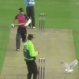 Video: Cricketer denied a six by flying seagull