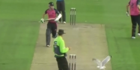Video: Cricketer denied a six by flying seagull