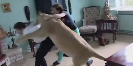 Damn nature, you SCARY: Watch as a ‘domesticated’ lioness attacks reporter