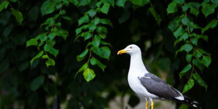 Gulls gone wild; Seagulls have ‘lost the run of themselves’ according to Kerry Senator
